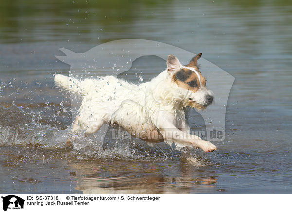 rennender Parson Russell Terrier / running Parson Russell Terrier / SS-37318