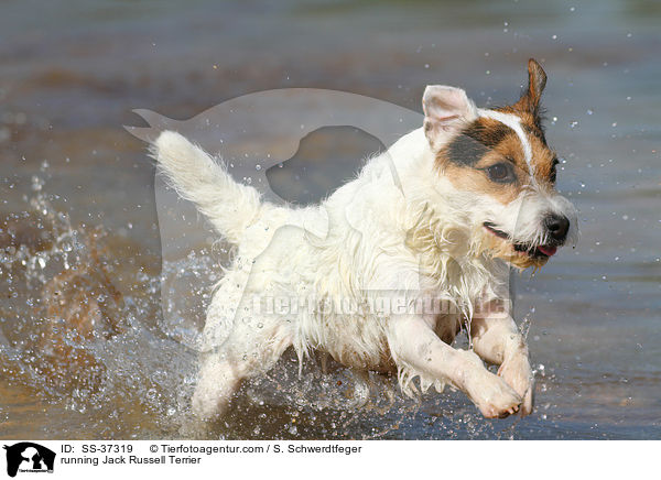 rennender Parson Russell Terrier / running Parson Russell Terrier / SS-37319