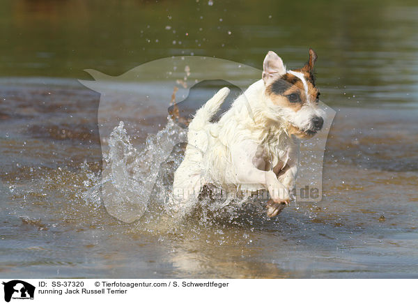 rennender Parson Russell Terrier / running Parson Russell Terrier / SS-37320