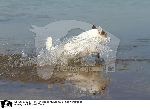 rennender Parson Russell Terrier / running Parson Russell Terrier / SS-37324