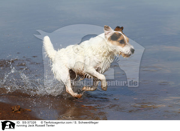 rennender Parson Russell Terrier / running Parson Russell Terrier / SS-37326