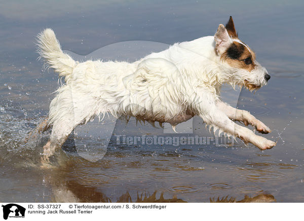 rennender Parson Russell Terrier / running Parson Russell Terrier / SS-37327