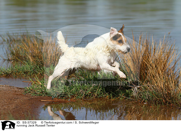 rennender Parson Russell Terrier / running Parson Russell Terrier / SS-37329