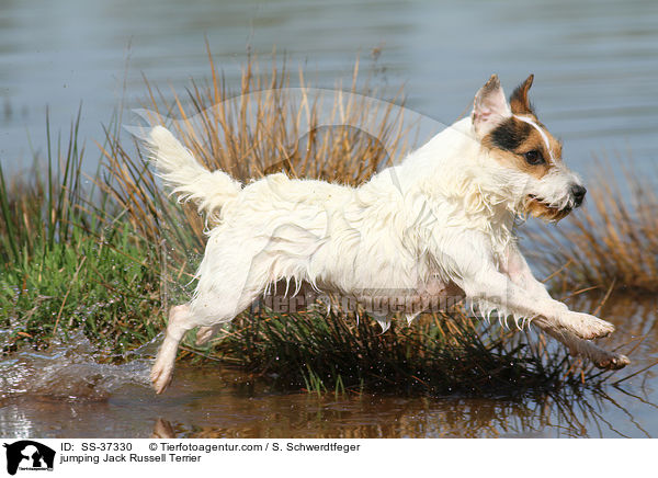 springender Parson Russell Terrier / jumping Parson Russell Terrier / SS-37330