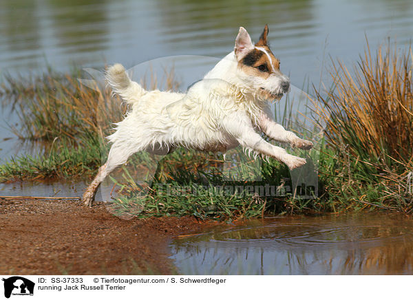 running Jack Russell Terrier / SS-37333