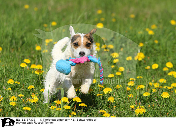 spielender Parson Russell Terrier / playing Parson Russell Terrier / SS-37335