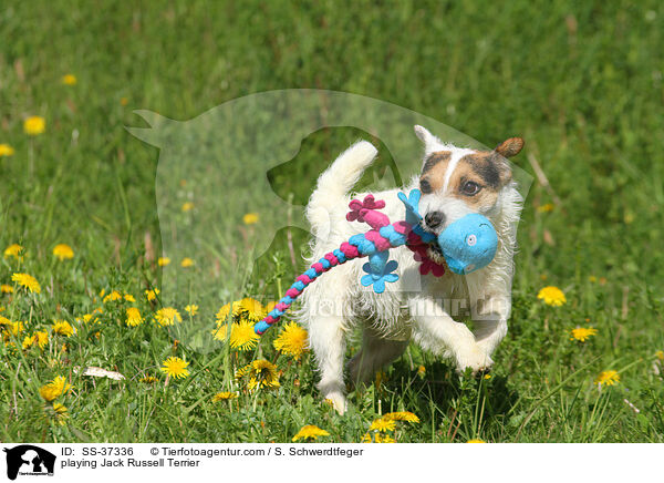 spielender Parson Russell Terrier / playing Parson Russell Terrier / SS-37336