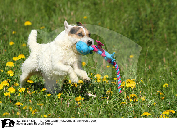 spielender Parson Russell Terrier / playing Parson Russell Terrier / SS-37338