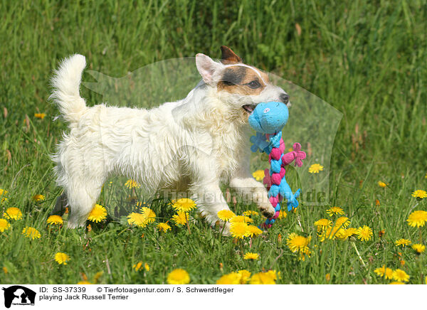 spielender Parson Russell Terrier / playing Parson Russell Terrier / SS-37339