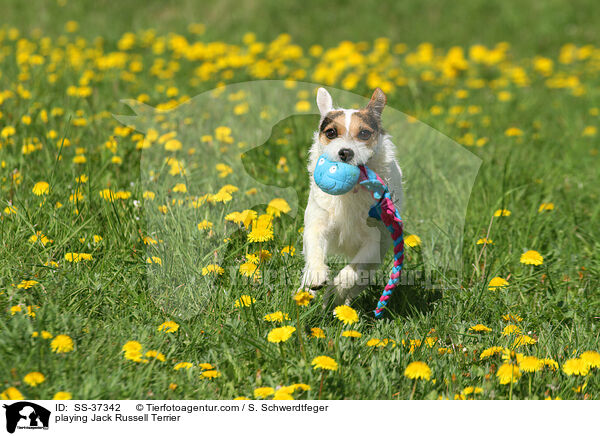 spielender Parson Russell Terrier / playing Parson Russell Terrier / SS-37342