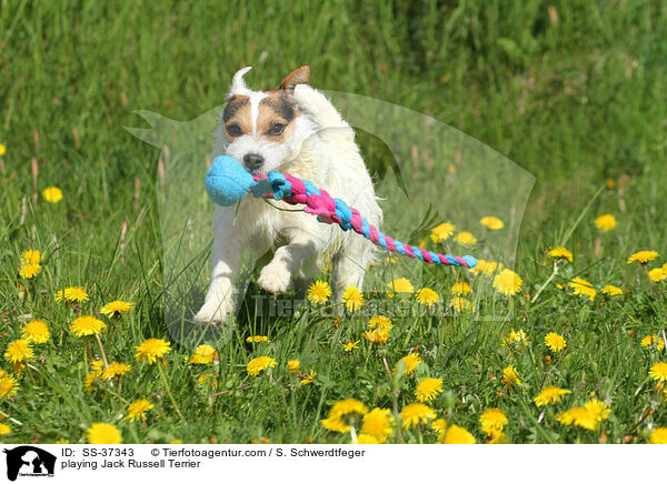 spielender Parson Russell Terrier / playing Parson Russell Terrier / SS-37343