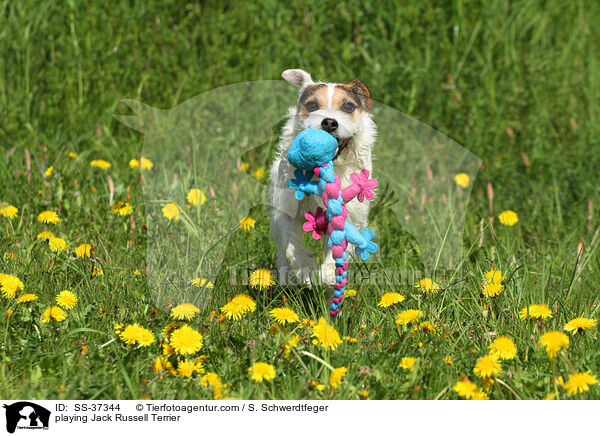 spielender Parson Russell Terrier / playing Parson Russell Terrier / SS-37344