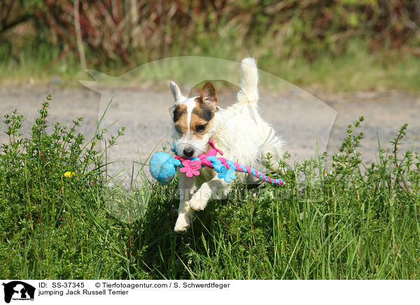 springender Parson Russell Terrier / jumping Parson Russell Terrier / SS-37345