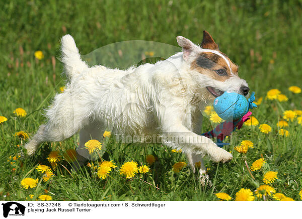 spielender Parson Russell Terrier / playing Parson Russell Terrier / SS-37348