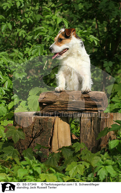 stehender Parson Russell Terrier / standing Parson Russell Terrier / SS-37349