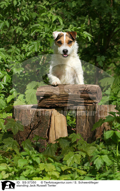 stehender Parson Russell Terrier / standing Parson Russell Terrier / SS-37350