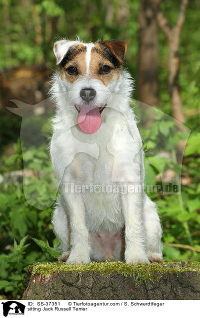 sitzender Parson Russell Terrier / sitting Parson Russell Terrier / SS-37351