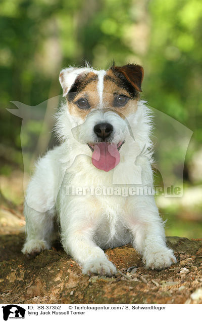 liegender Parson Russell Terrier / lying Parson Russell Terrier / SS-37352