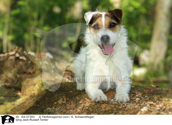 liegender Parson Russell Terrier / lying Parson Russell Terrier / SS-37353