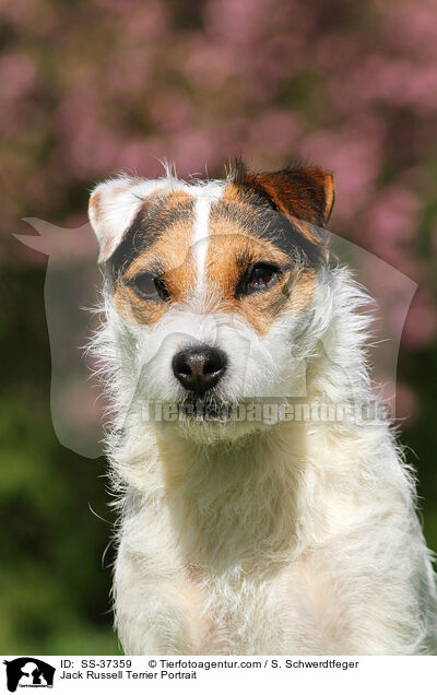 Parson Russell Terrier Portrait / Parson Russell Terrier Portrait / SS-37359