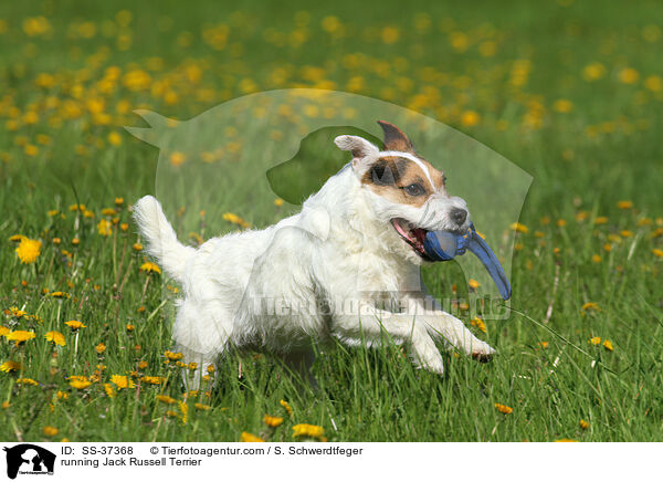 rennender Parson Russell Terrier / running Parson Russell Terrier / SS-37368