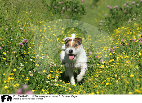 laufender Parson Russell Terrier / walking Parson Russell Terrier / SS-37825