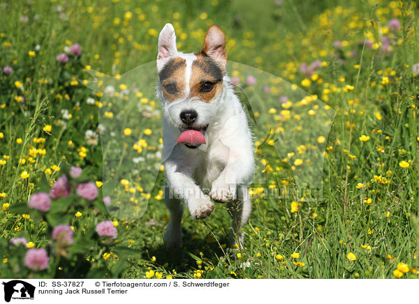 rennender Parson Russell Terrier / running Parson Russell Terrier / SS-37827