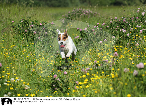 rennender Parson Russell Terrier / running Parson Russell Terrier / SS-37828