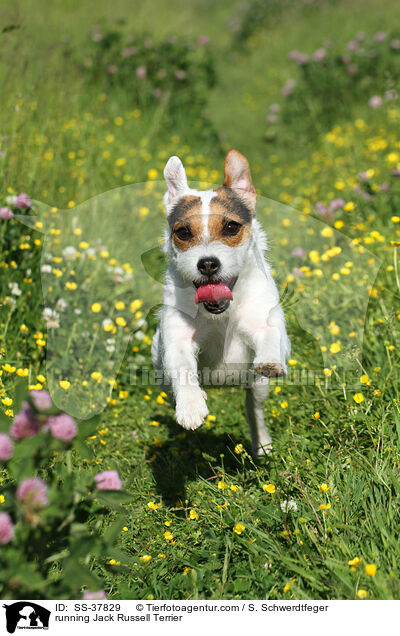 rennender Parson Russell Terrier / running Parson Russell Terrier / SS-37829