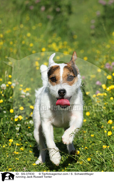 rennender Parson Russell Terrier / running Parson Russell Terrier / SS-37830