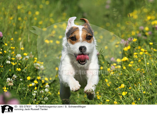 rennender Parson Russell Terrier / running Parson Russell Terrier / SS-37831