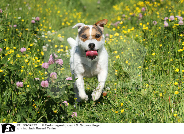 rennender Parson Russell Terrier / running Parson Russell Terrier / SS-37832