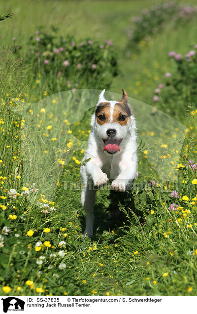 rennender Parson Russell Terrier / running Parson Russell Terrier / SS-37835