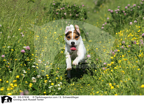 rennender Parson Russell Terrier / running Parson Russell Terrier / SS-37836
