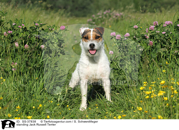 stehender Parson Russell Terrier / standing Parson Russell Terrier / SS-37838
