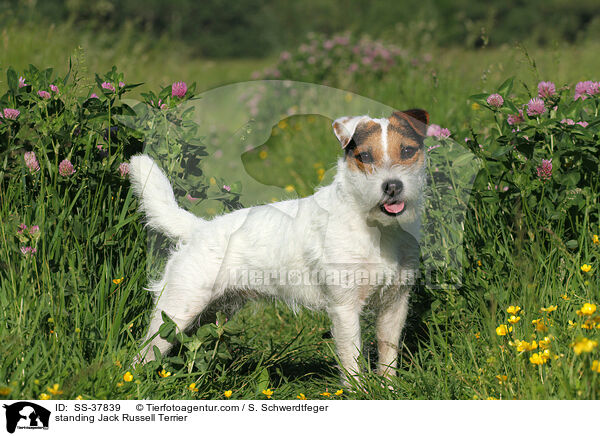stehender Parson Russell Terrier / standing Parson Russell Terrier / SS-37839