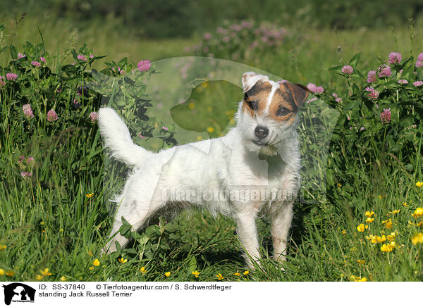 stehender Parson Russell Terrier / standing Parson Russell Terrier / SS-37840