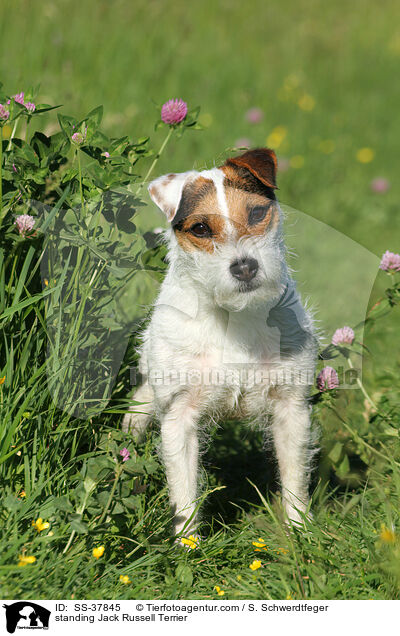 stehender Parson Russell Terrier / standing Parson Russell Terrier / SS-37845