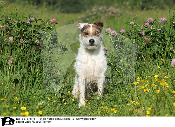 sitzender Parson Russell Terrier / sitting Parson Russell Terrier / SS-37846