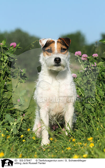sitzender Parson Russell Terrier / sitting Parson Russell Terrier / SS-37847