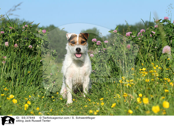 sitzender Parson Russell Terrier / sitting Parson Russell Terrier / SS-37848