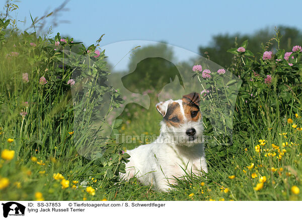 liegender Parson Russell Terrier / lying Parson Russell Terrier / SS-37853