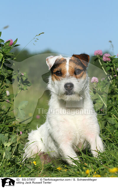 sitzender Parson Russell Terrier / sitting Parson Russell Terrier / SS-37857