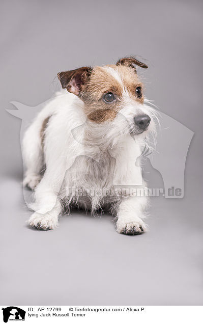 liegender Jack Russell Terrier / lying Jack Russell Terrier / AP-12799