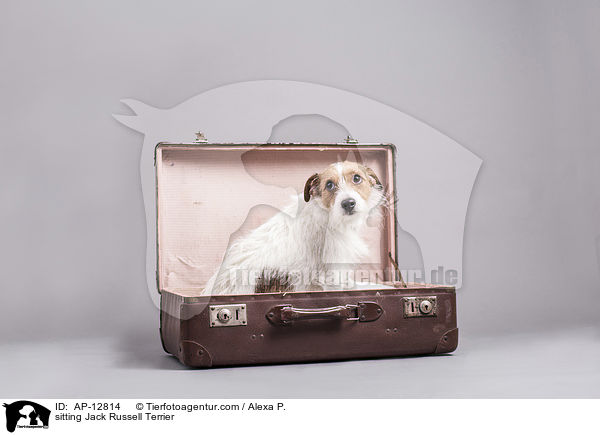 sitzender Jack Russell Terrier / sitting Jack Russell Terrier / AP-12814