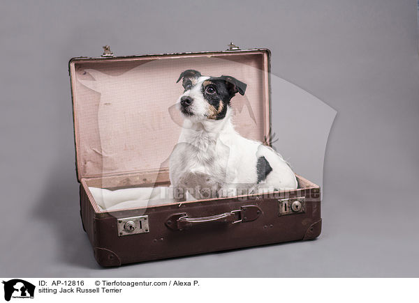 sitzender Jack Russell Terrier / sitting Jack Russell Terrier / AP-12816