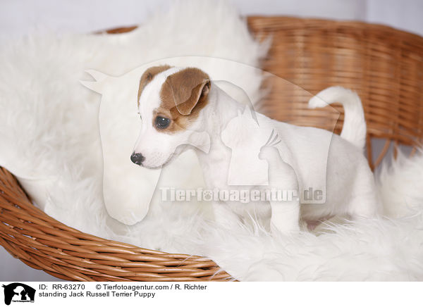 stehender Jack Russell Terrier Welpe / standing Jack Russell Terrier Puppy / RR-63270