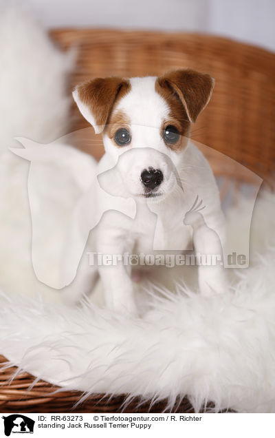 standing Jack Russell Terrier Puppy / RR-63273