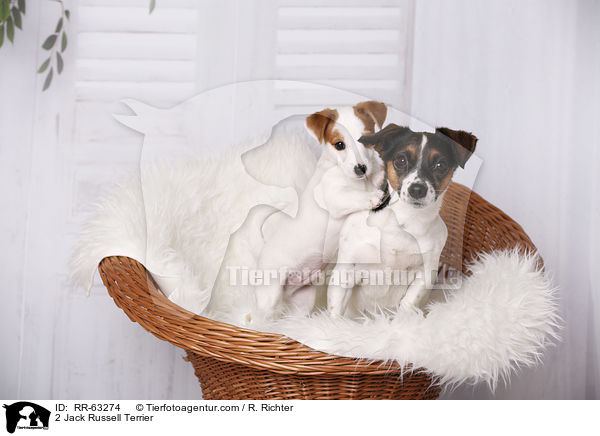 2 Jack Russell Terrier / 2 Jack Russell Terrier / RR-63274