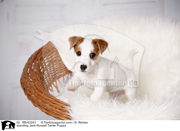 stehender Jack Russell Terrier Welpe / standing Jack Russell Terrier Puppy / RR-63291